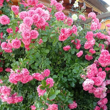 Goscinne Drzewiec Homestay